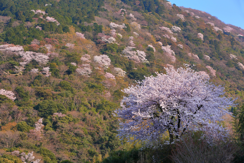 桜咲くころ