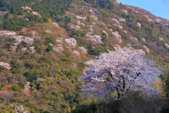 桜咲くころ