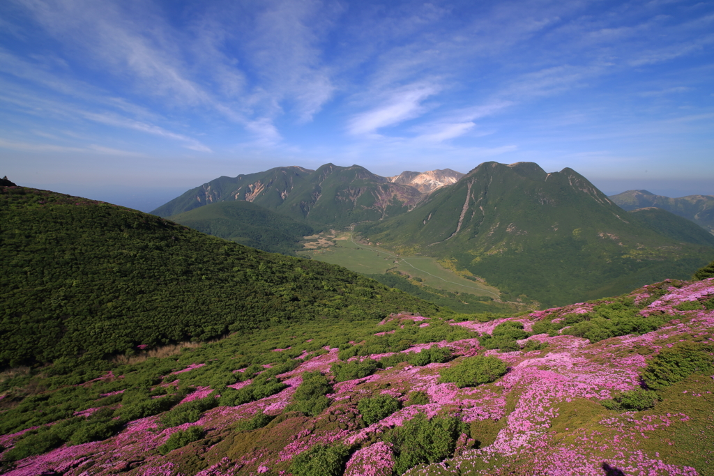 ミヤマキリシマ