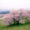 観音桜