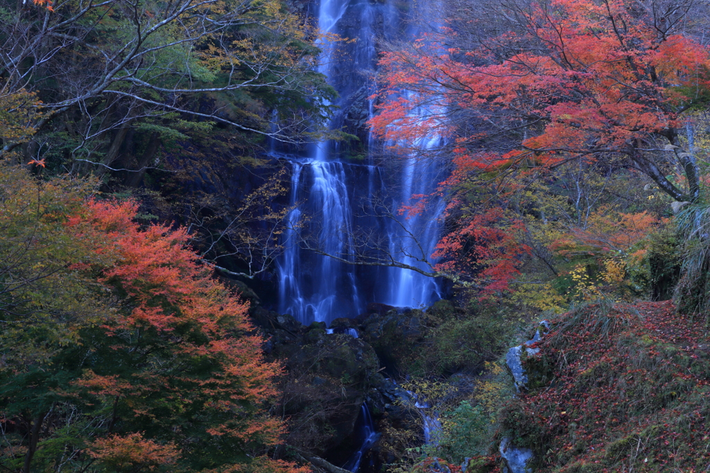 白滝紅葉