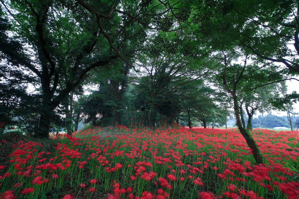 紅の絨毯