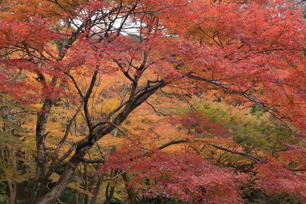 紅黄