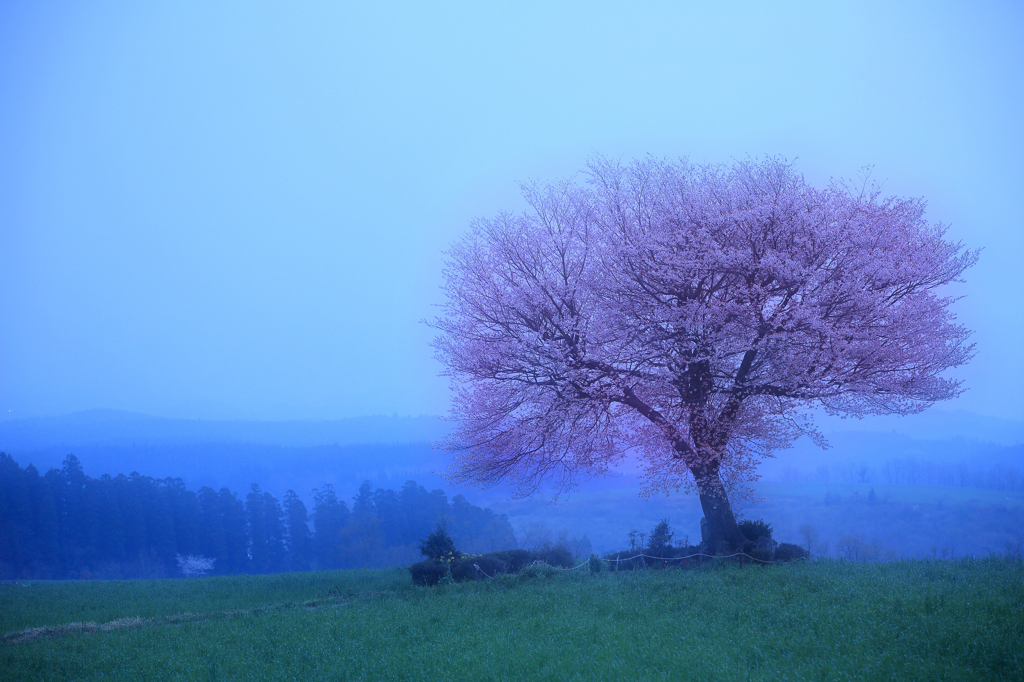 前原の一本桜