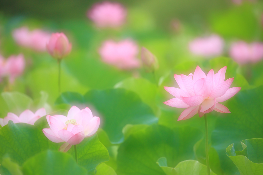 蓮ふわり
