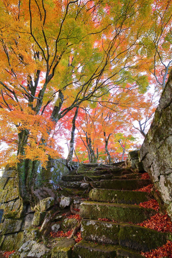 岡城紅葉