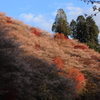 四季桜２