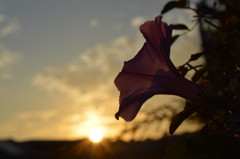 夕暮れ