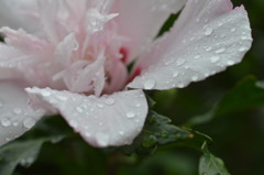 雨の日