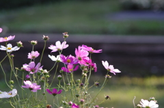 透き通る花