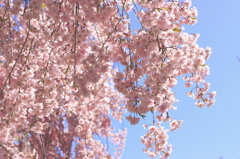 Sakura Addiction