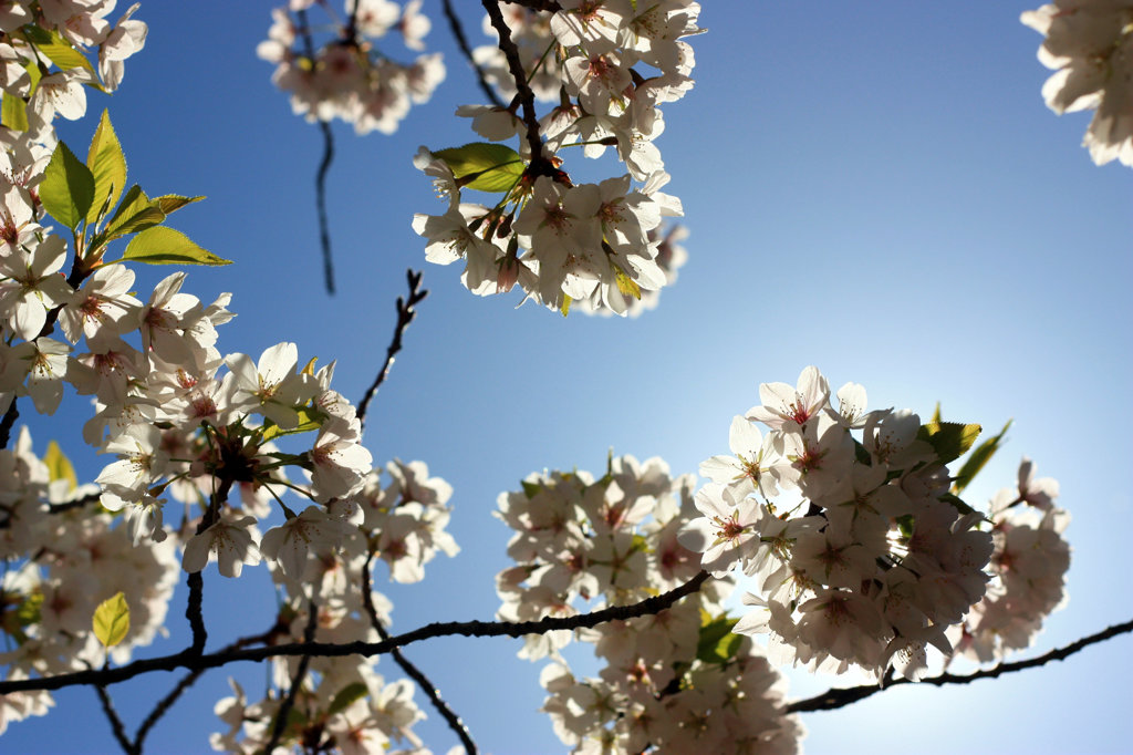 透かし桜