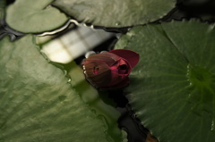 蕾