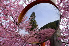 カーブミラー×河津桜