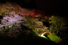 夜桜⑤