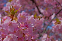 桜と蜂