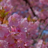 桜と蜂