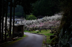 川売の梅②