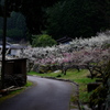 川売の梅②