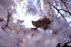 三明寺の枝垂桜
