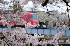 桜×電車