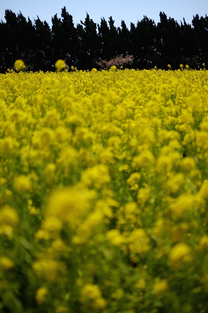 田原菜の花