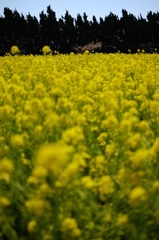 田原菜の花