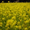 田原菜の花