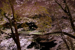 夜桜③
