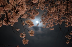 桜×月