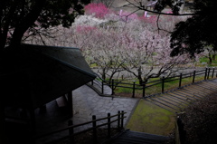 赤塚山梅