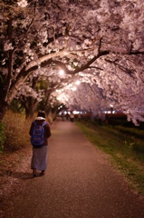 夜桜①