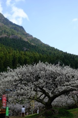 川売の梅③