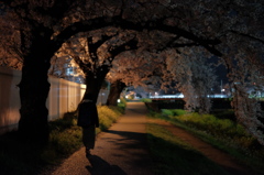 夜桜②