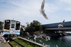 カモメの集まる駅