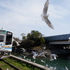 カモメの集まる駅
