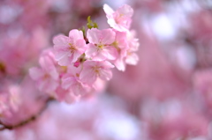 河津桜