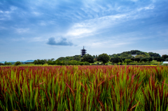 国分寺と赤米