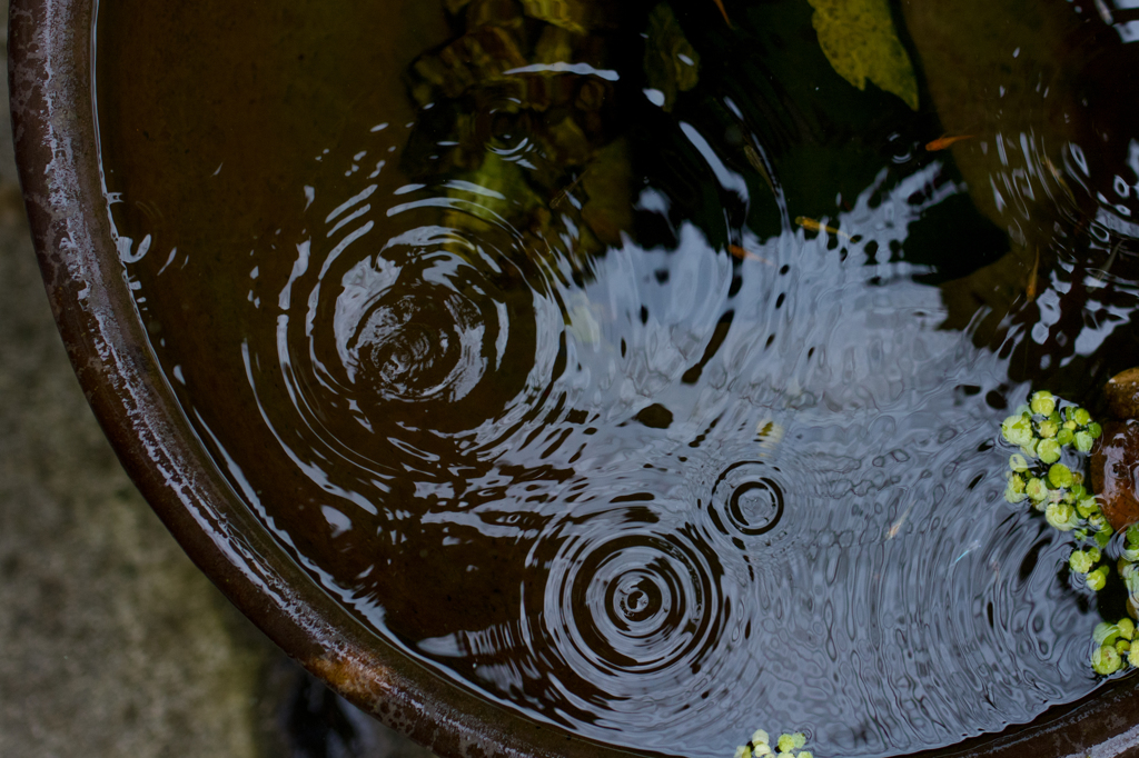 秋雨