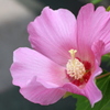 芙蓉
