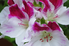 豪華絢爛