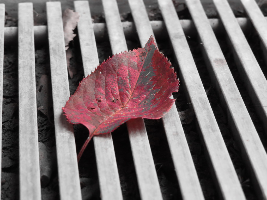 ハードボイルドな紅葉