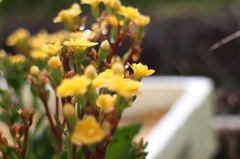 朝の花