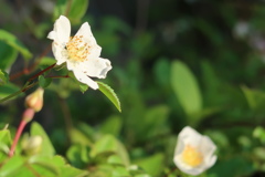 野イチゴの花