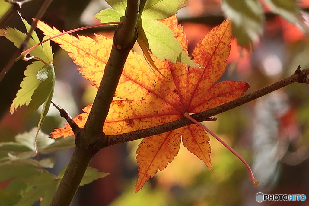 紅葉その2