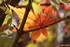 紅葉その2