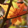 紅葉その2