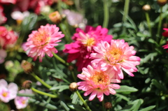春の花