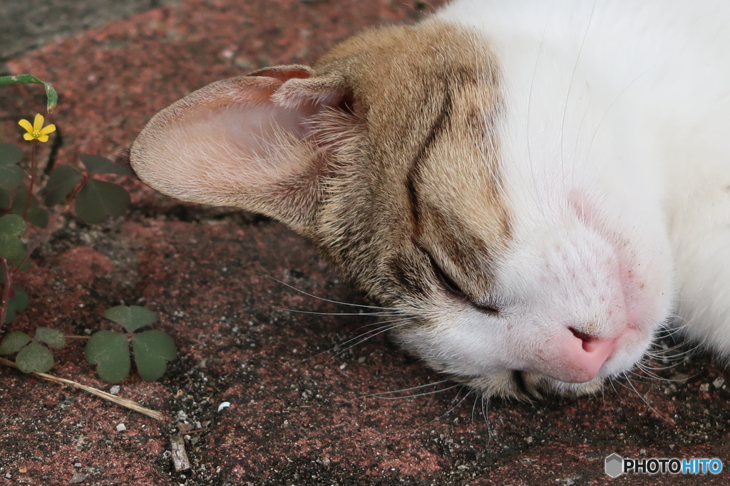 花とねこ