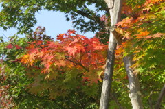 紅葉